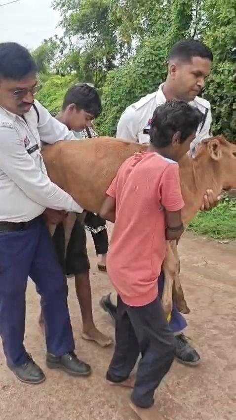 शाबाश जवानों : सड़क पर तड़प रही बछिया को देखकर रुकी ट्रैफिक पुलिस की पेट्रोलिंग गाड़ी, पहुंचाया पशु चिकित्सालय.