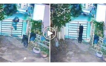 भालुओं का आतंक जारी: घर का मेन गेट पार करते CCTV में कैद हुए भालू, लोगों में दहशत