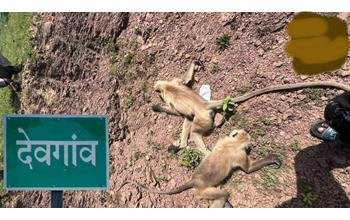 20 से ज्यादा बंदरों को गोली मारकर हत्या का आरोप, विभाग को मिले सिर्फ 2 कंकाल; PM रिपोर्ट का इंतजार