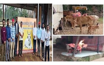 कत्लखाने में 9 क्विंटल गौमांस बरामद, 27 गायों का रेस्क्यू; पूरे नेटवर्क की जांच की मांग